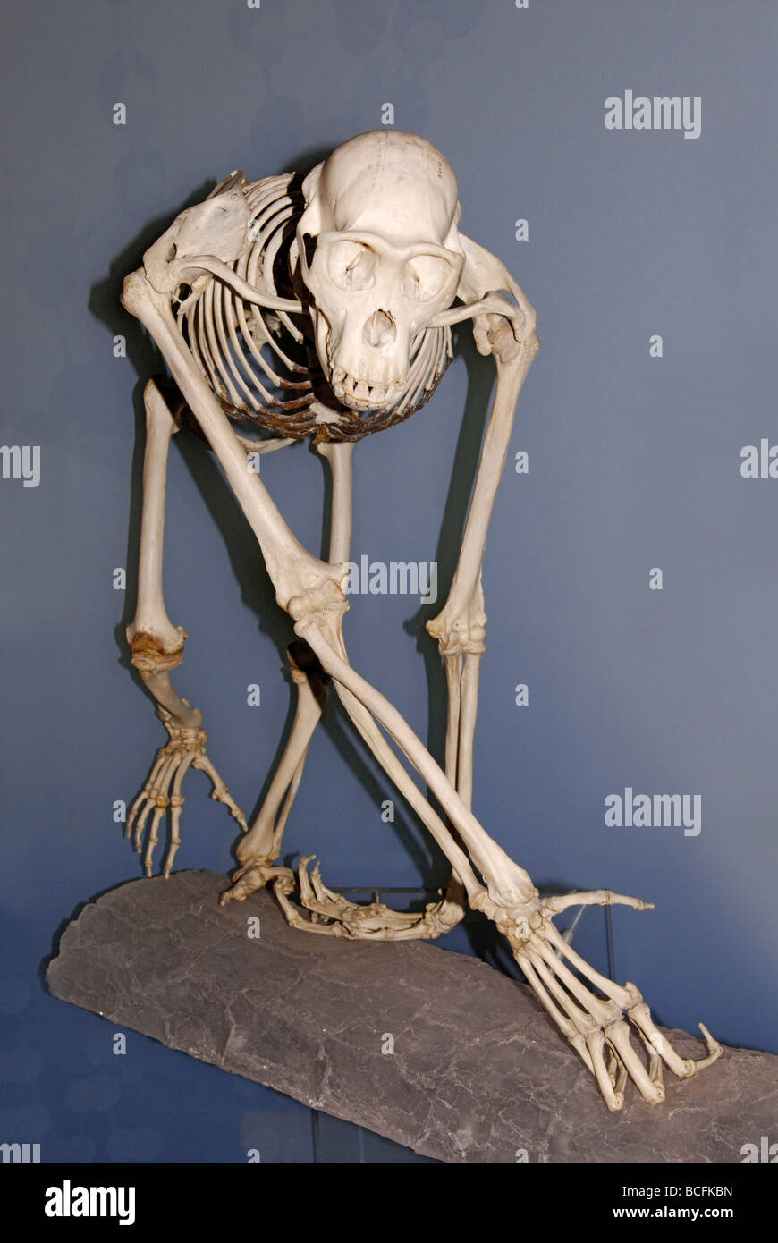 Skeleton of the common chimpanzee, Pan troglodytes Stock Photo