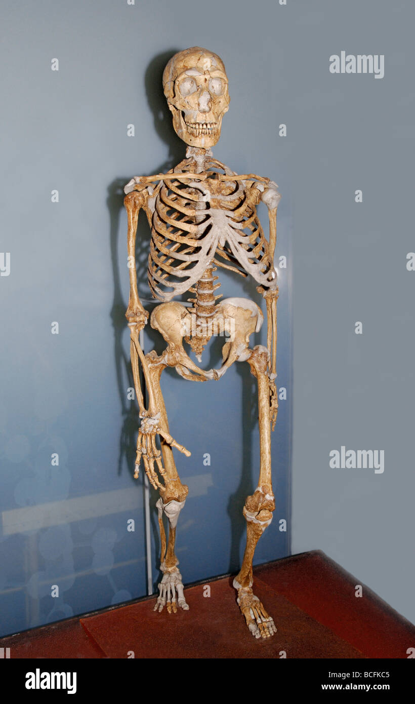 Skeleton of Homo neanderthalensis Stock Photo
