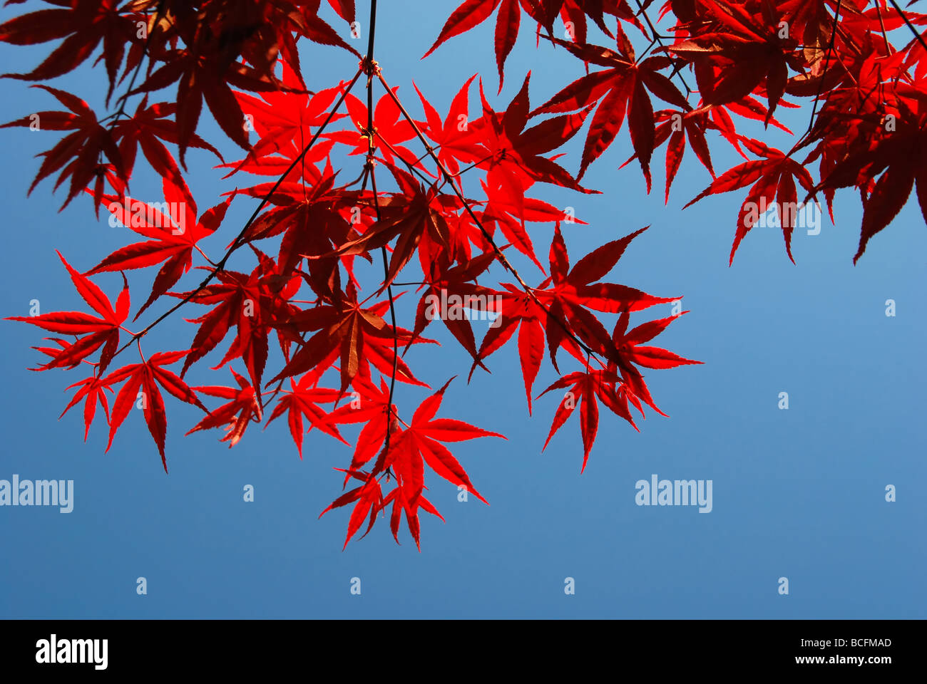 A backlit Japanese maple leaves against a blue sky - Acer palmatum ...