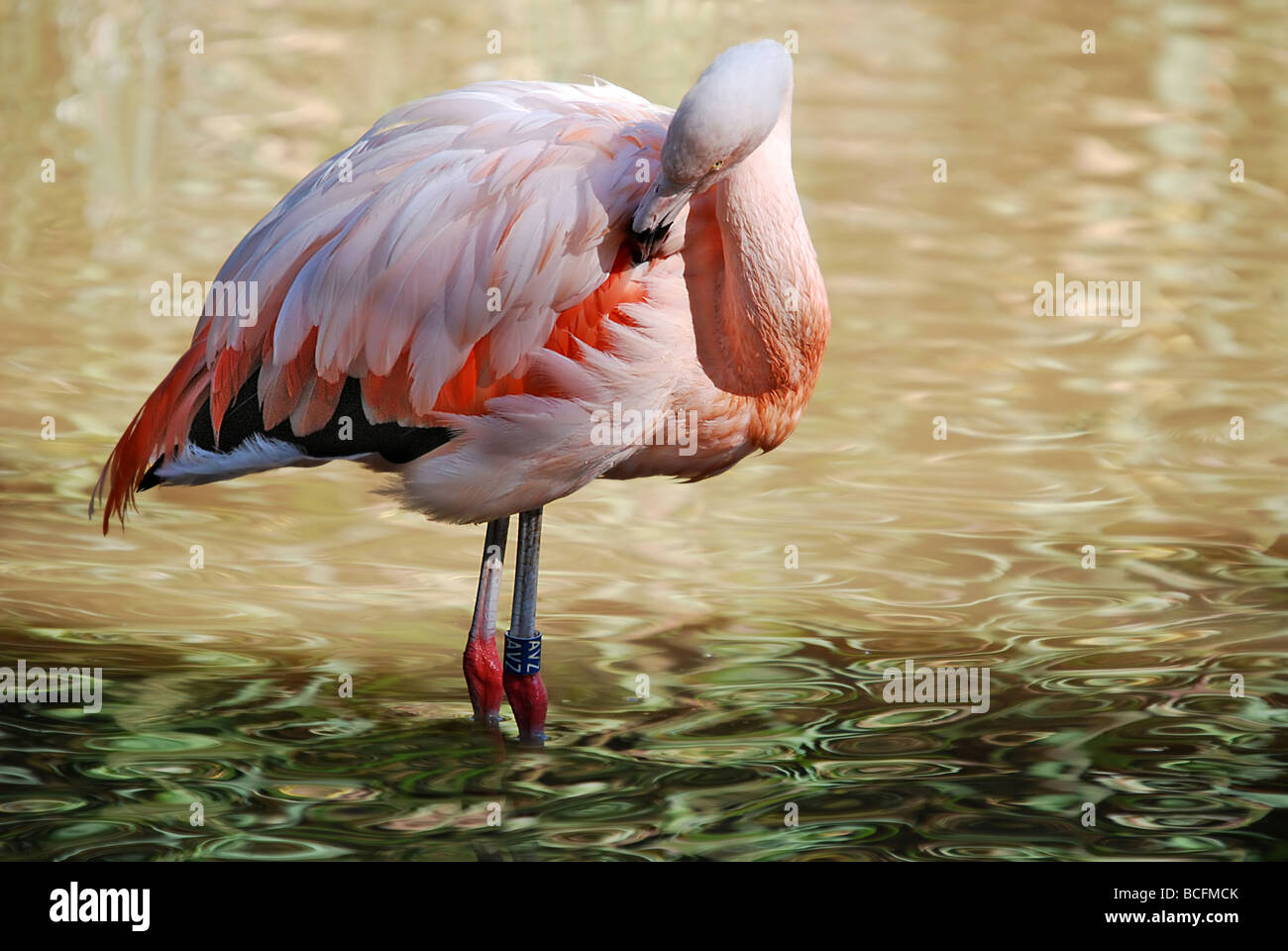 Chilean flamingo standing in the lake preening - Phoenicopterus chilensis Stock Photo