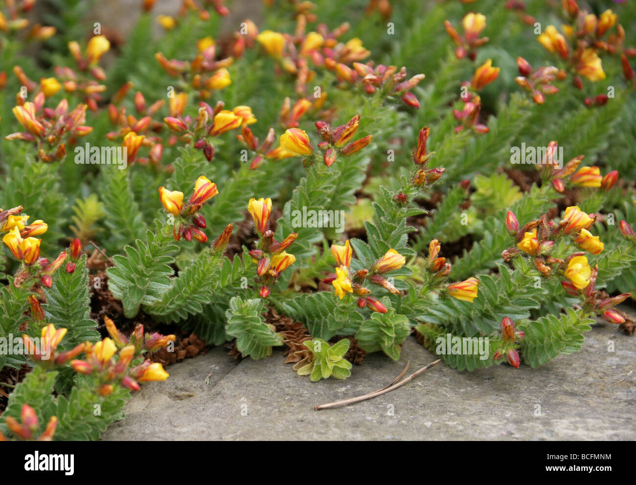 Hypericum adenotrichum, Clusiaceae, Turkey, Western Asia Stock Photo