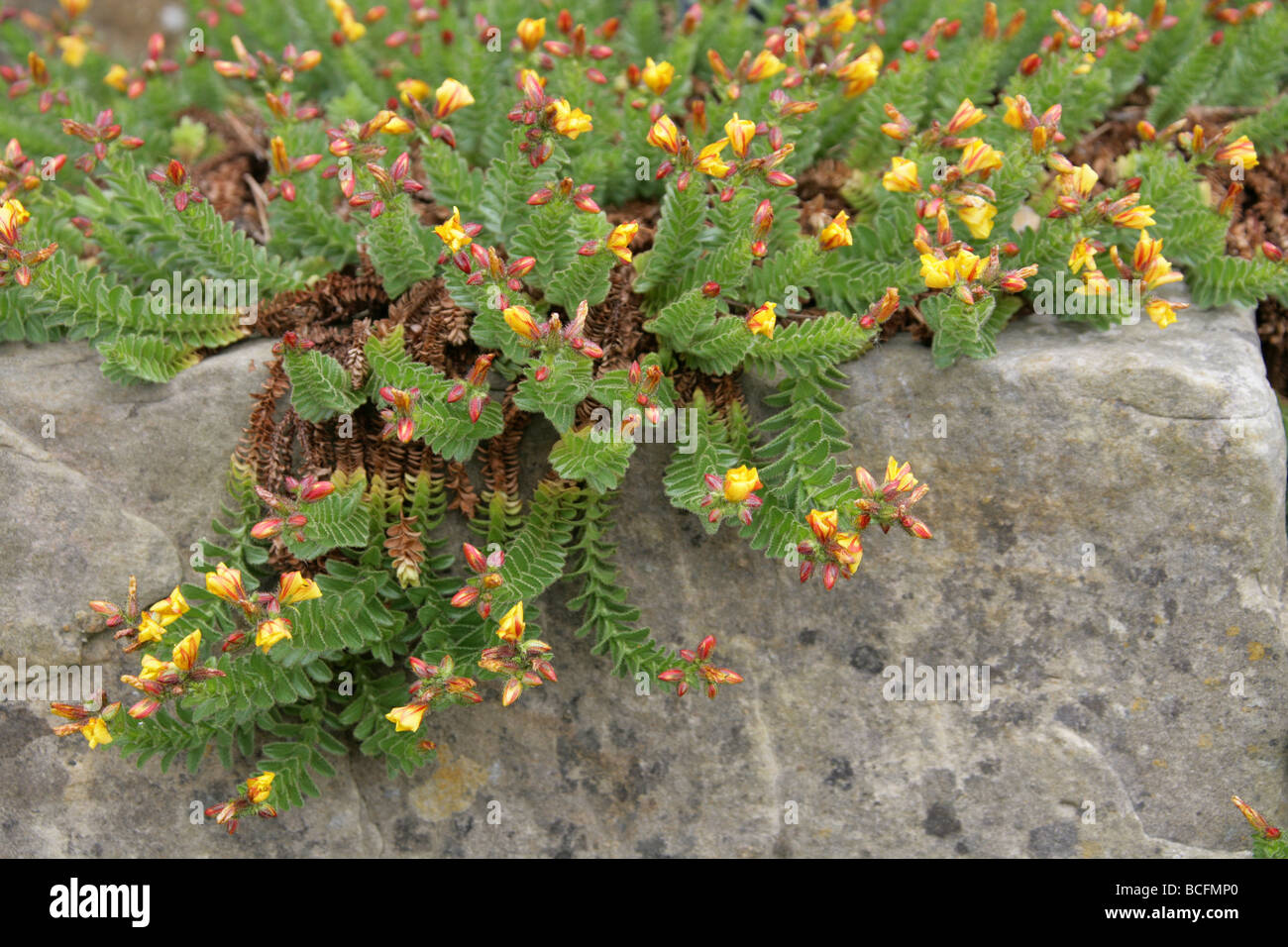 Hypericum adenotrichum, Clusiaceae, Turkey, Western Asia Stock Photo