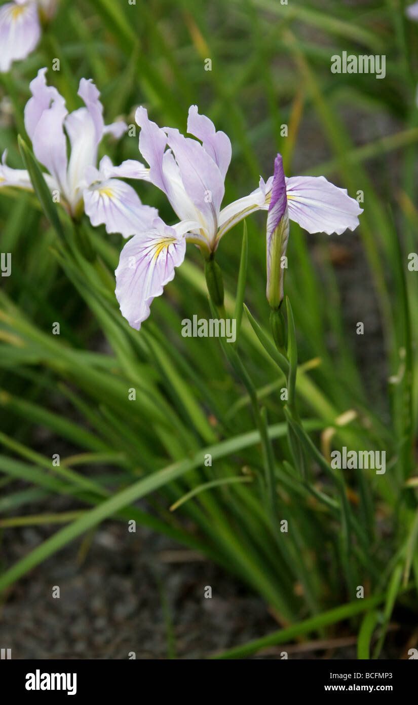 Tough-leaved Iris or Oregon Iris, Iris tenax, Iridaceae, Oregon, Washington, USA, North America. Stock Photo