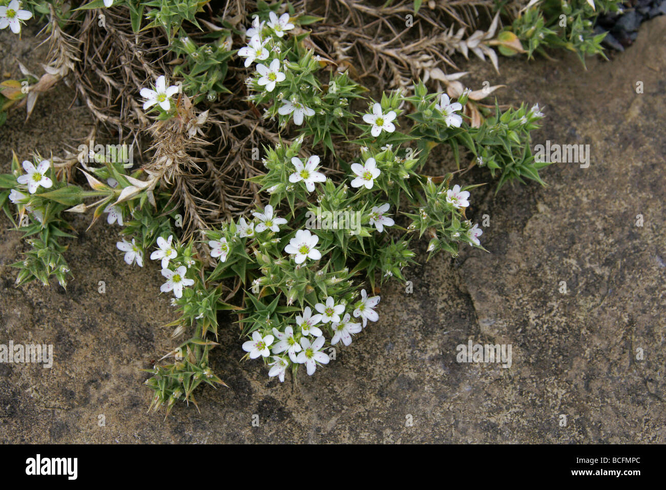Irish Moss or Sandwort, Arenaria dyris, Caryophyllaceae, Morocco Stock Photo