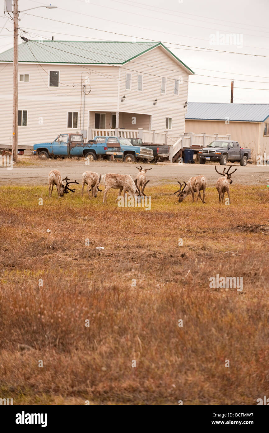 CARIBOU FEED NEAR HOMES NOME ALASKA Stock Photo Alamy
