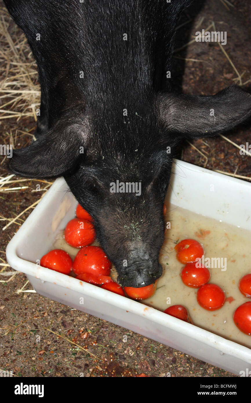 Pig swill hires stock photography and images Alamy