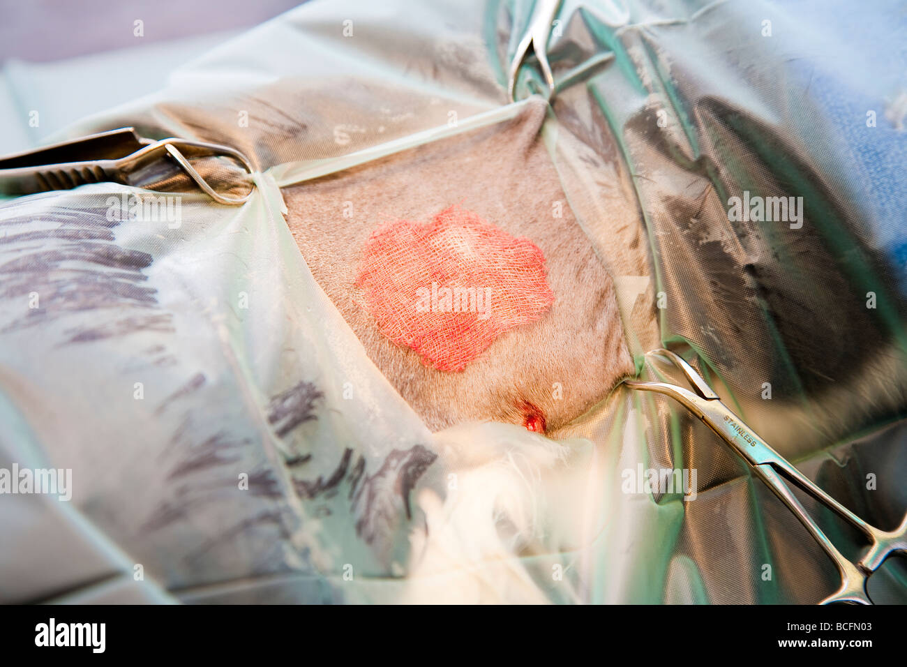 Free skin graft donor site in a cat Stock Photo