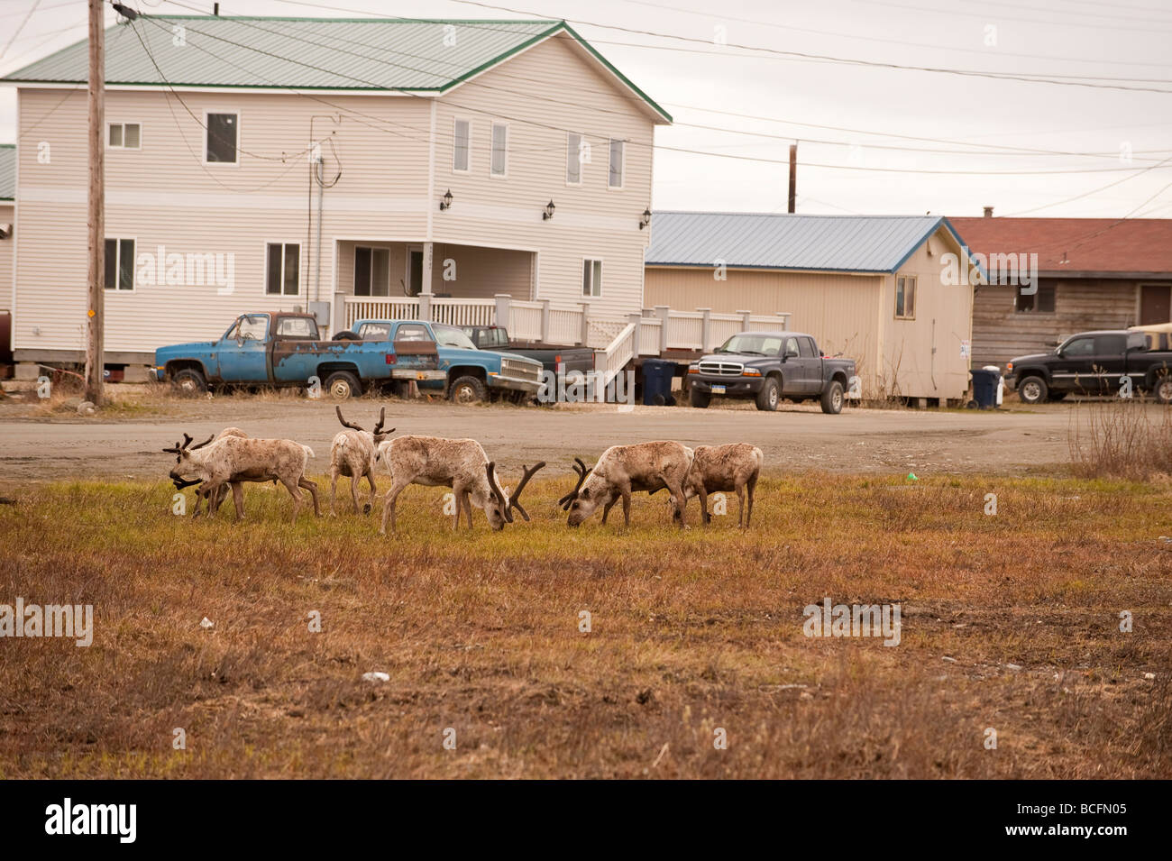 CARIBOU FEED NEAR HOMES NOME ALASKA Stock Photo Alamy