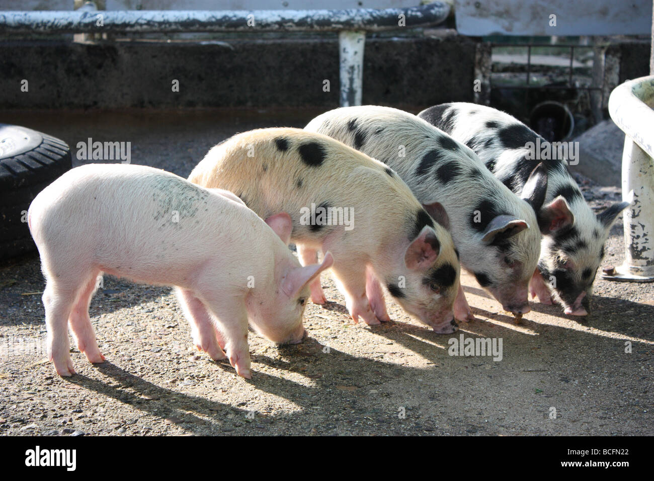 A GROUP OF PIGLETS IN A PIGPEN HORIZONTAL A Stock Photo