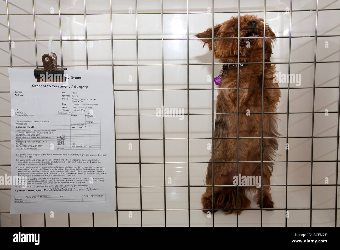 Yorkshire Terrier in Cage in Veterinary Hospital Stock Photo