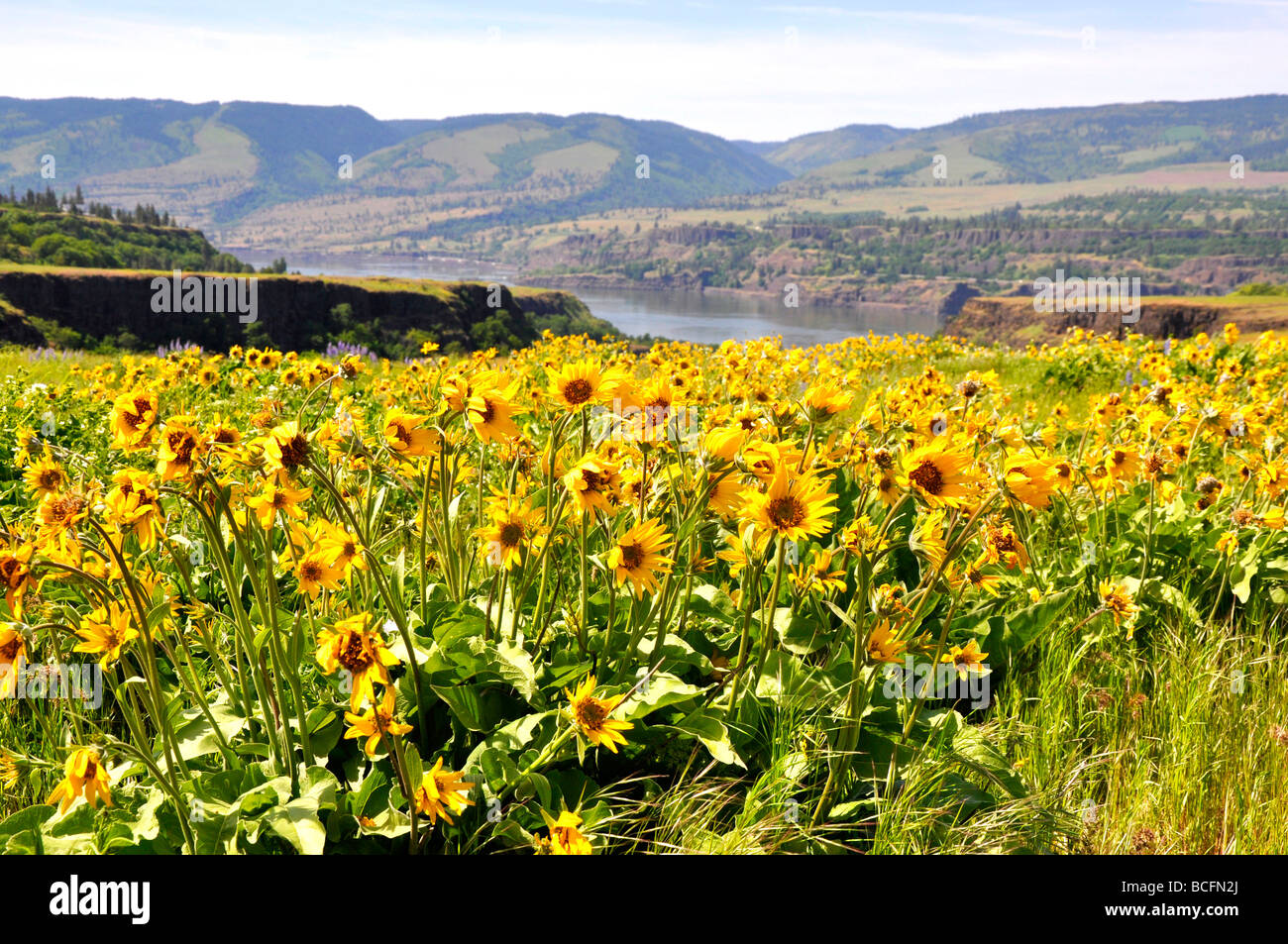Wild flowers in the Columbia River Gorge, Tom McCall Nature Reserve, Oregon, USA Stock Photo