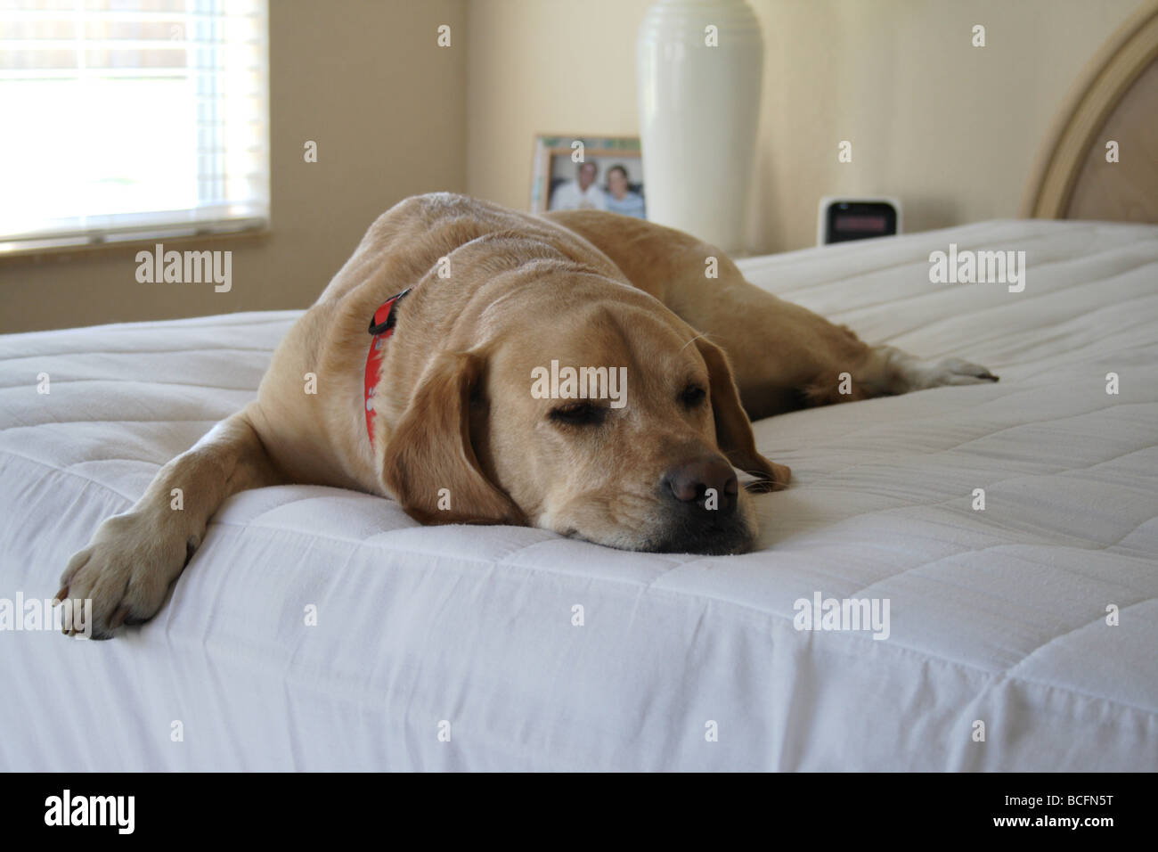 Yellow Labrador Retriever sleeping on bed Stock Photo Alamy