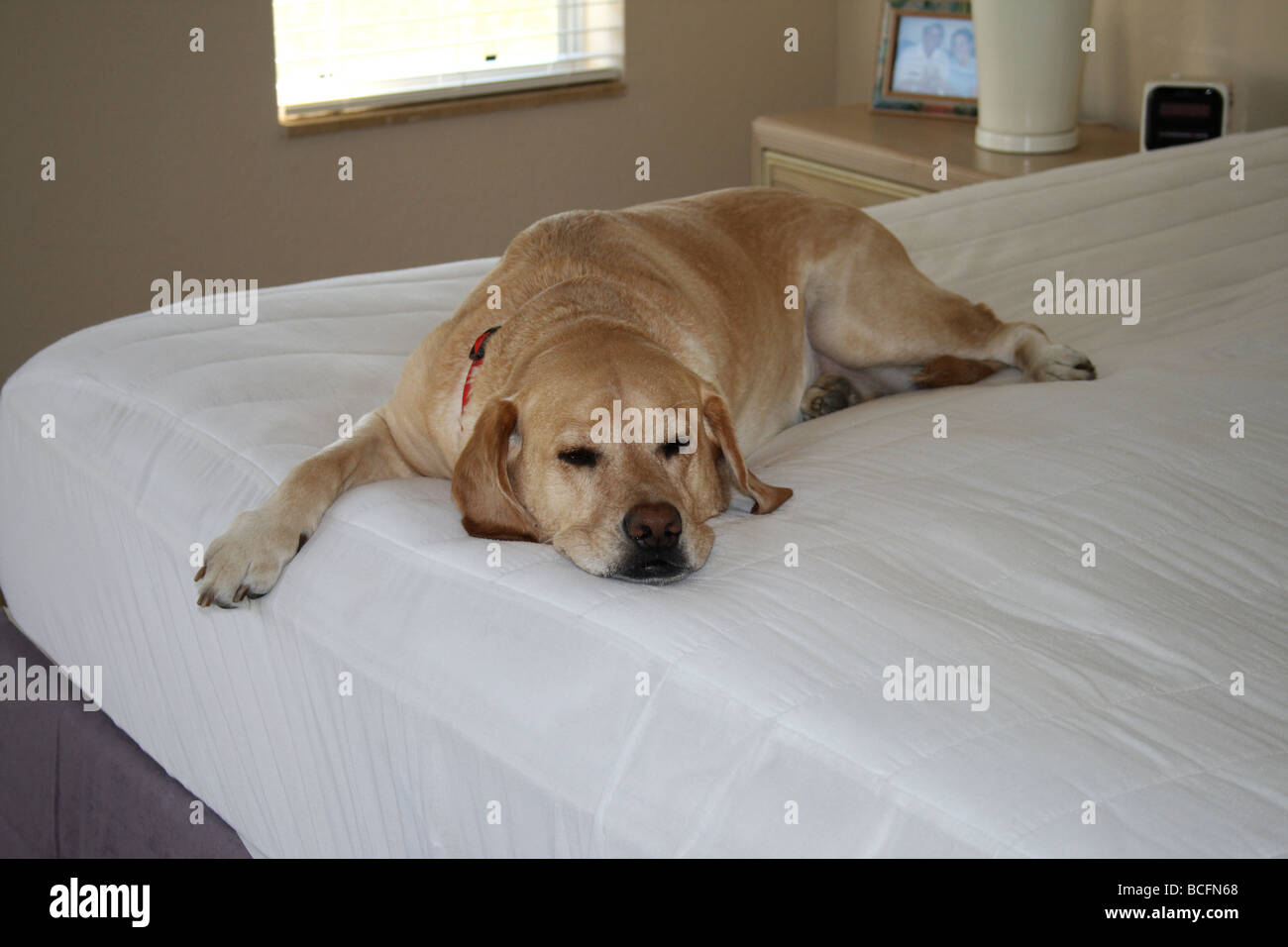 Yellow Labrador Retriever sleeping on bed Stock Photo Alamy