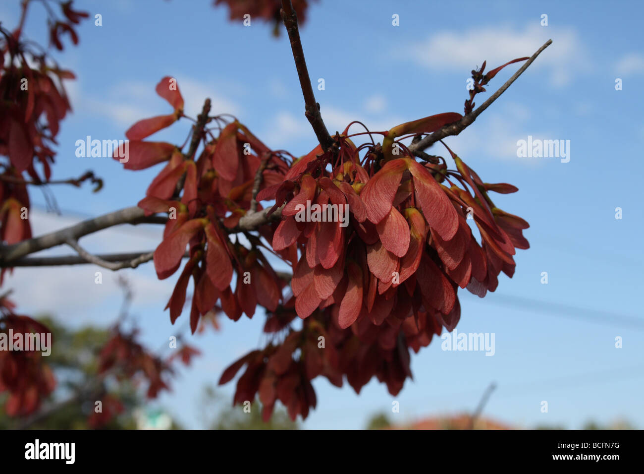 Maple Tree Keys Keys on maple tree hi-res stock photography and images - Alamy