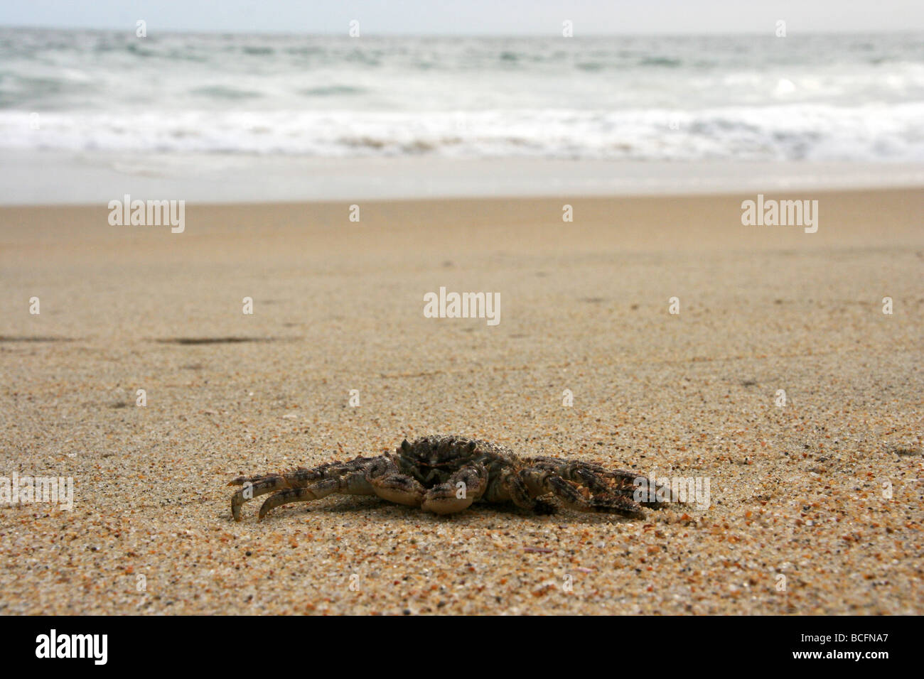 Furry crab hi-res stock photography and images - Alamy