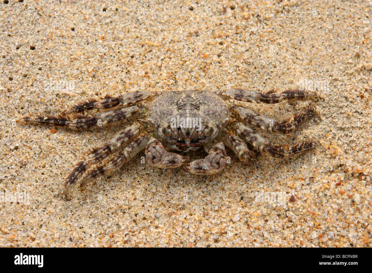 Furry crab hi-res stock photography and images - Alamy