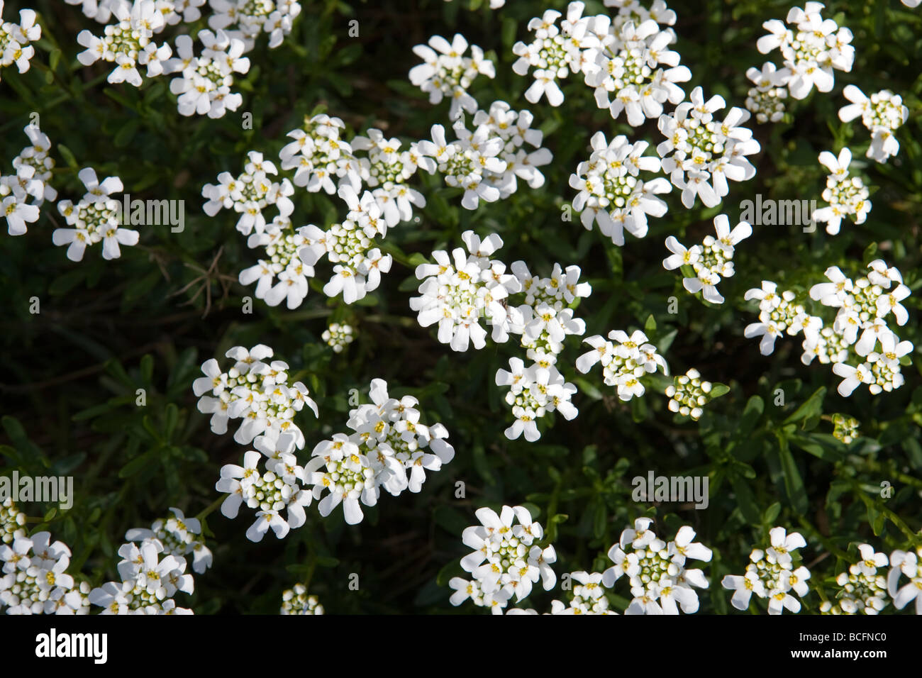 'Snowflake' Evergreen candytuft, Vinteriberis, (Iberis sempervirens) Stock Photo