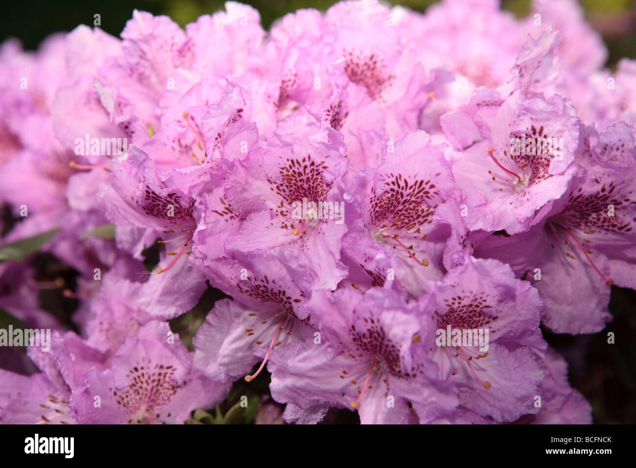 Yakushima rhododendron, Praktrododendron (Rhododendron Yakushimanum) Stock Photo