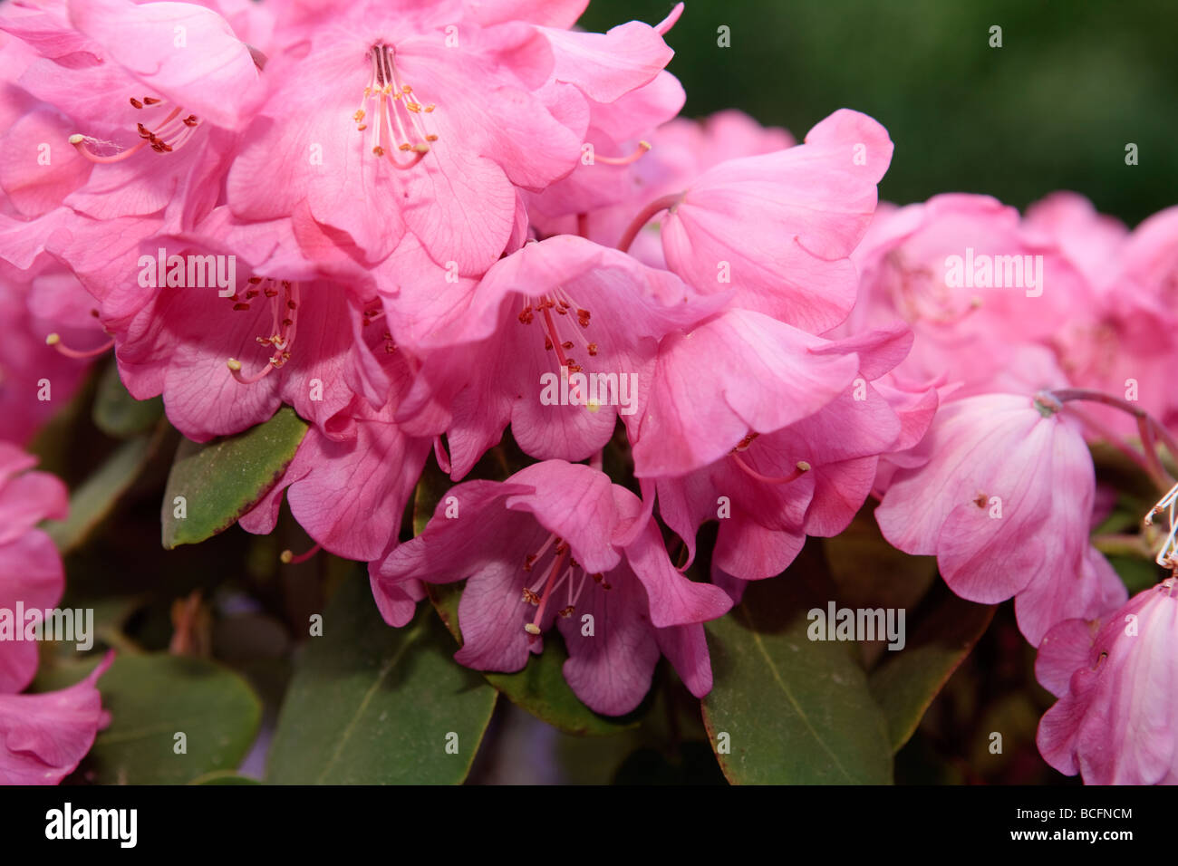 Round-leaved Rhododendron, Rundbladig rododendron (Rhododendron orbiculare) Stock Photo