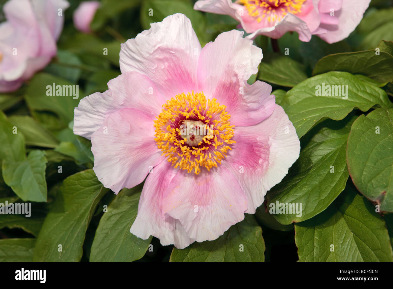 Tree Peony, Buskpion (Paeonia suffruticosa) Stock Photo