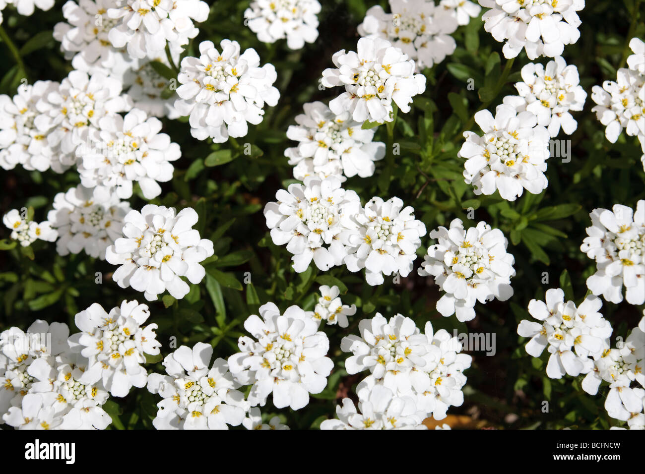 'Snowflake' Evergreen candytuft, Vinteriberis, (Iberis sempervirens) Stock Photo