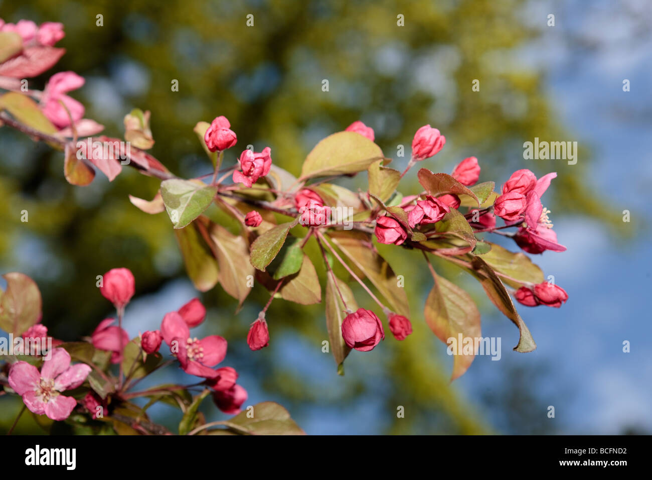 'Hopa' Ornamental Crabapple, Purpurapel (Malus x adstringens) Stock Photo