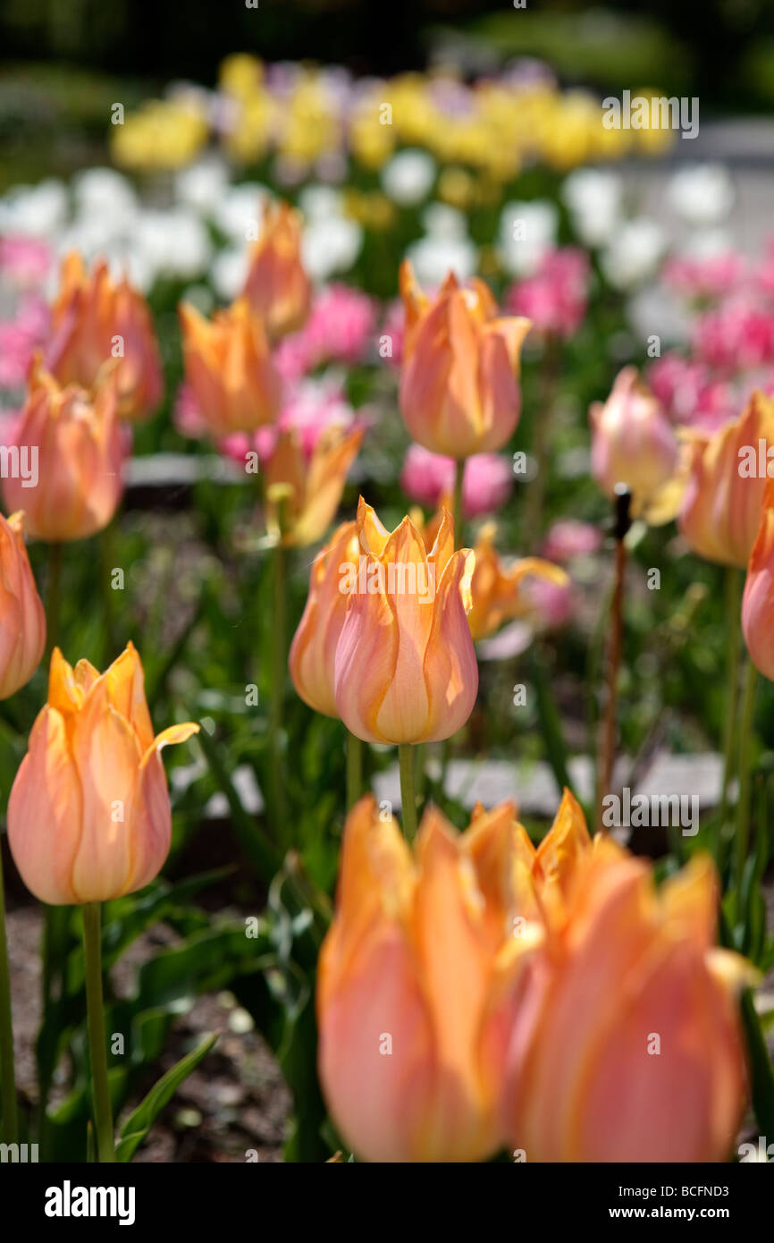 'Bestseller' Single Early Tulip, Tidig enkel tulpan (Tulipa gesneriana) Stock Photo