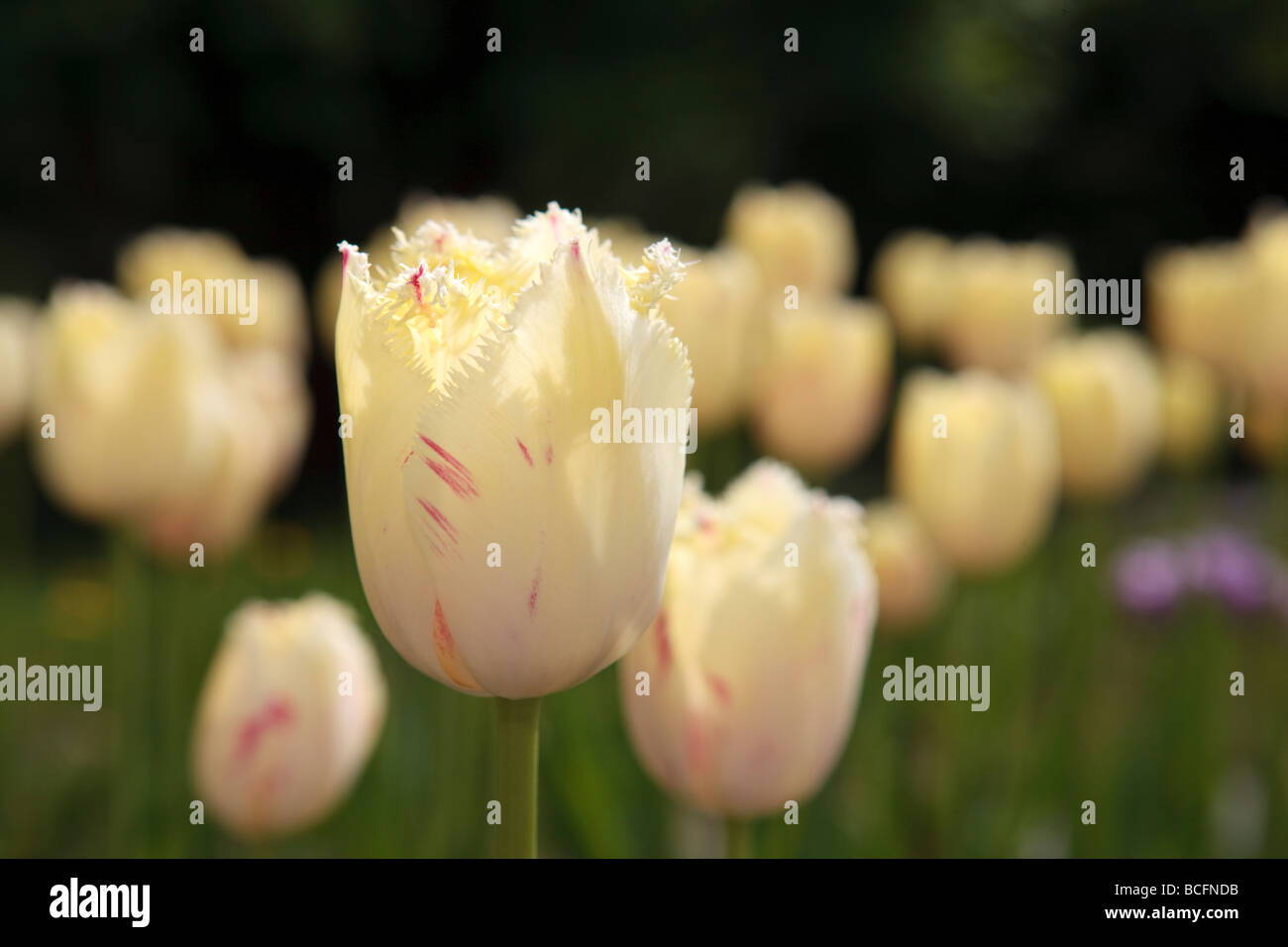 'Carrousel' Fringed Tulip, Franstulpan (Tulipa gesneriana) Stock Photo