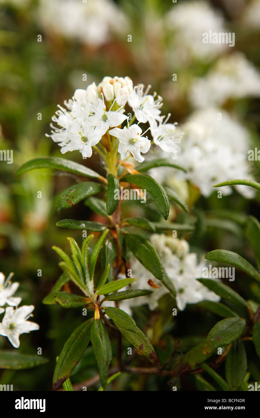 Marsh Labrador tea, Skvattram (Rhododendron tomentosum) Stock Photo