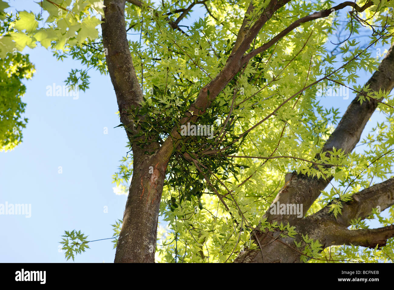 Mistletoe, Mistel (Viscum album) Stock Photo