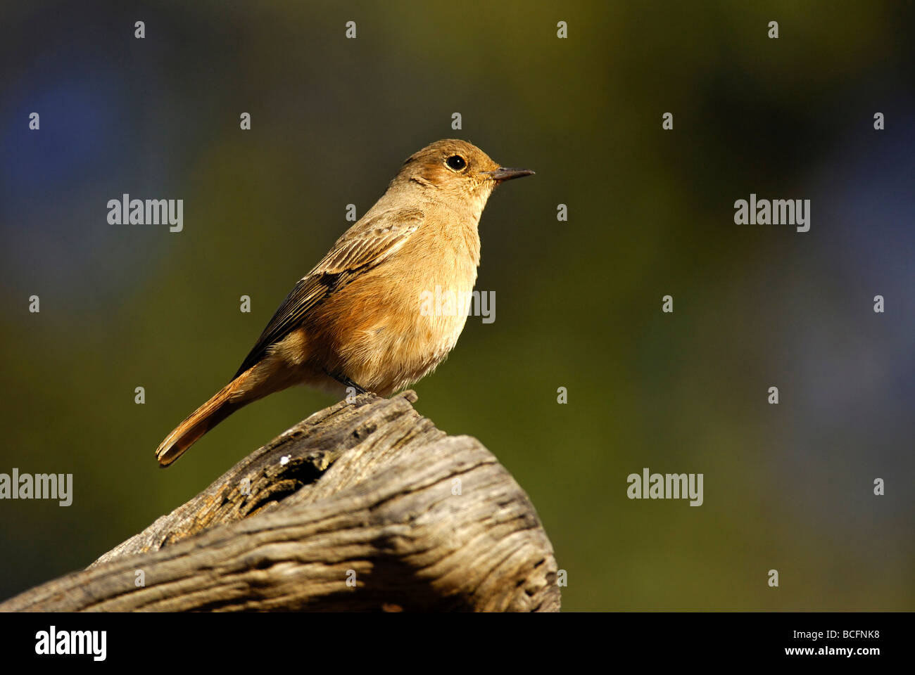 Familiar Chat Cercomela familiaris, Madikwe Game Reserve, South Africa Stock Photo