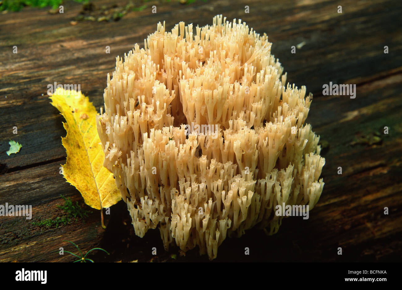 Coral fungus closeup Stock Photo