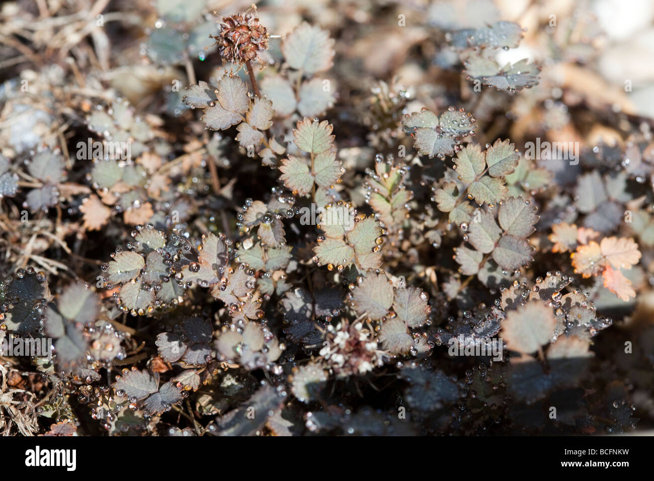 Spined leaves hi-res stock photography and images - Alamy