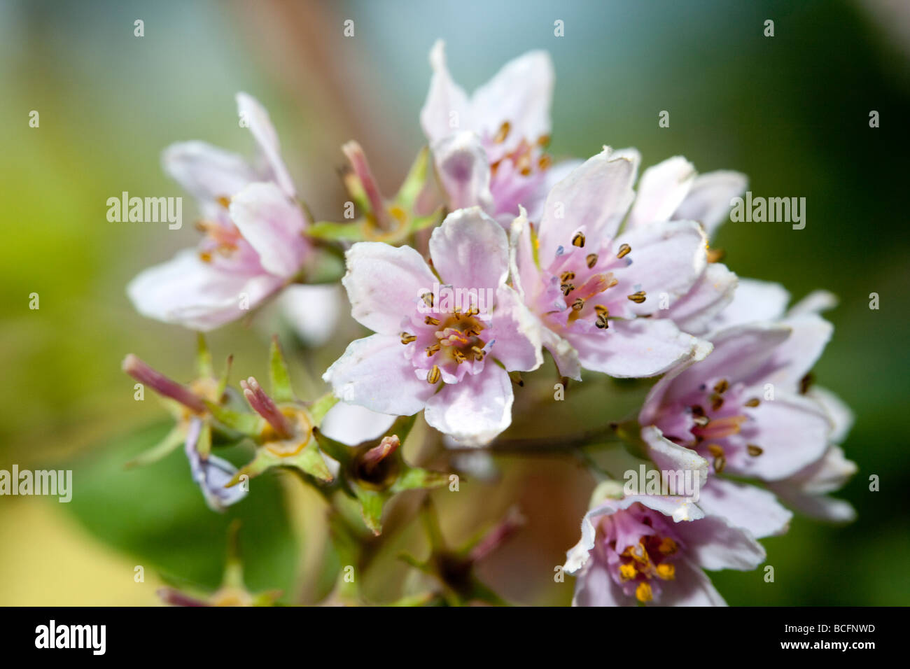 Philadelphus coronarius, Mock Orange, Sigtuna, Sweden, North Europe, Cornales, flowering plant, Kornellordningen, Schersmin, Hydrangeaceae family, hortensiaväxter Stock Photo