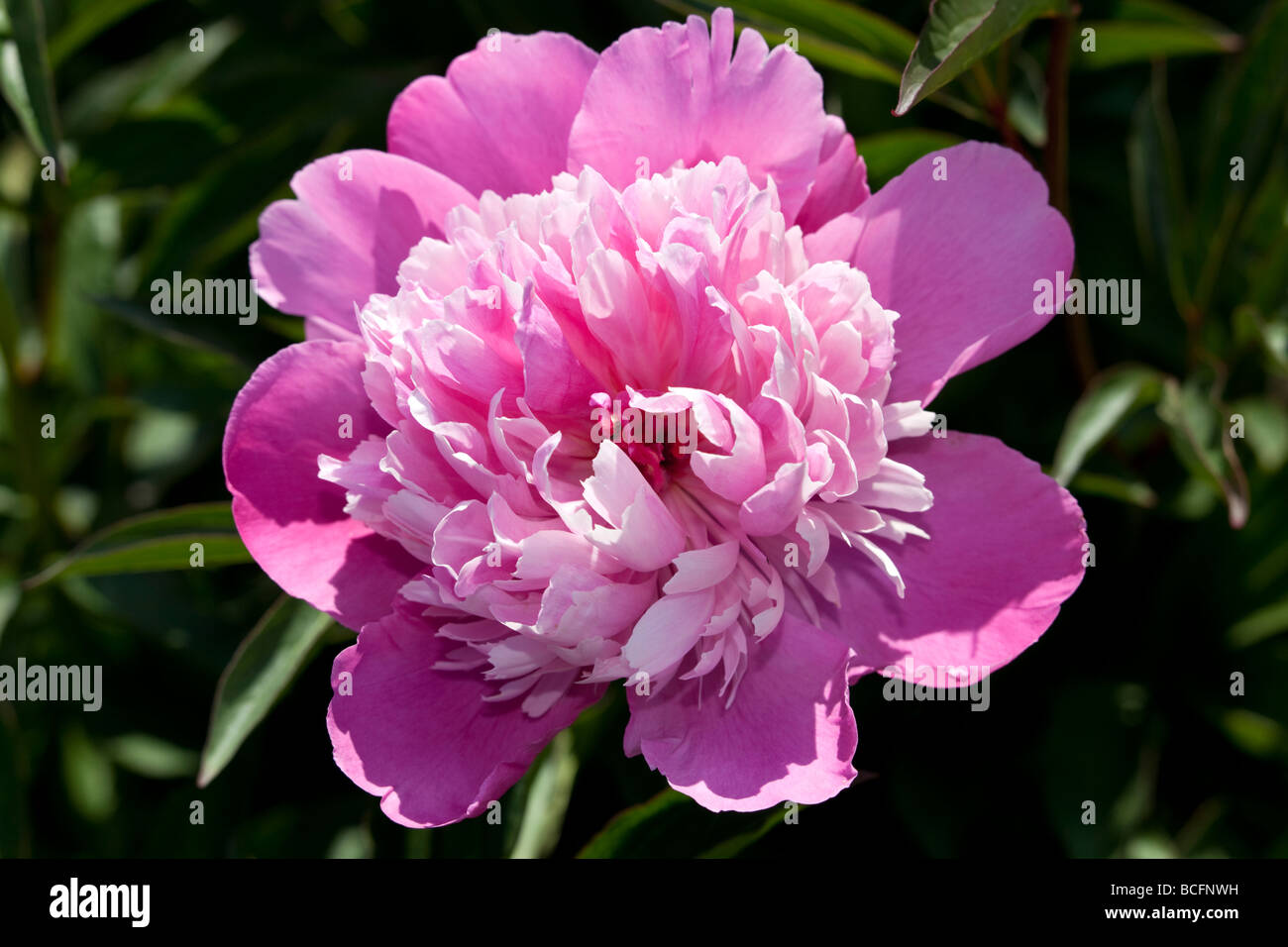 'Edulis Superba' Common garden peony, Luktpion (Paeonia lactiflora) Stock Photo