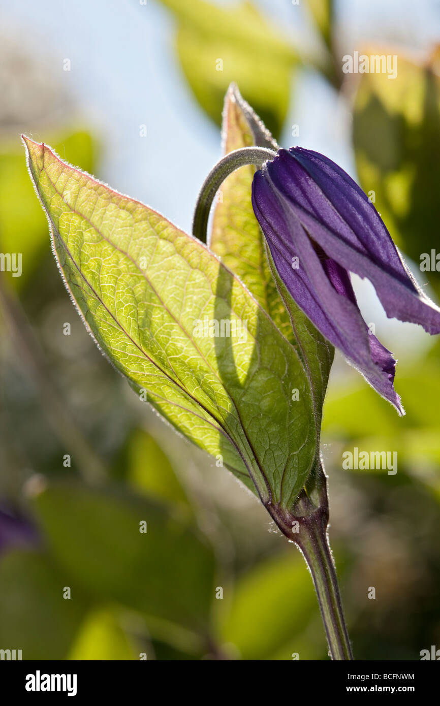 Solitary clematis (Clematis integrifolia) Stock Photo