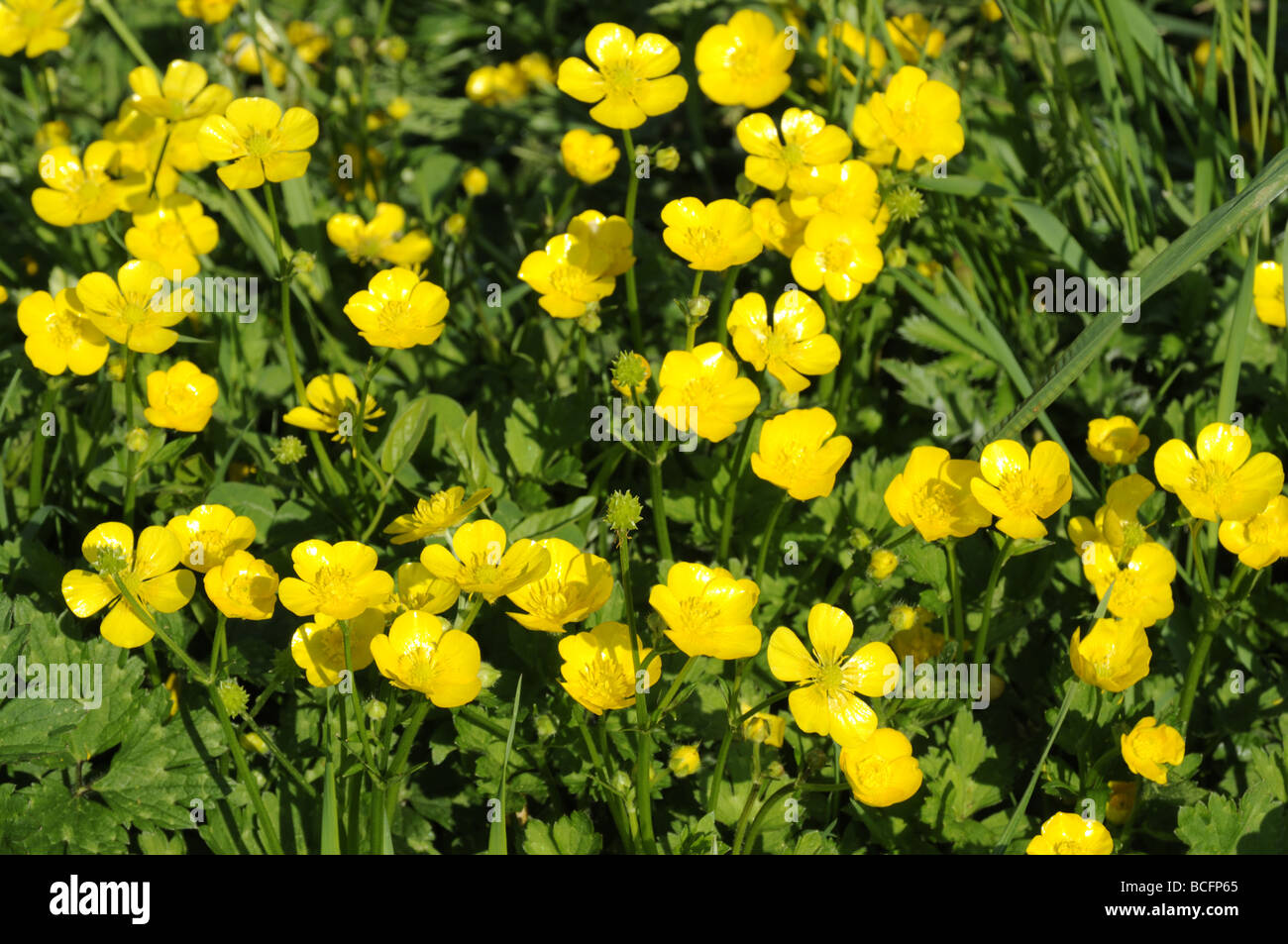 Group of Buttercups Stock Photo Alamy