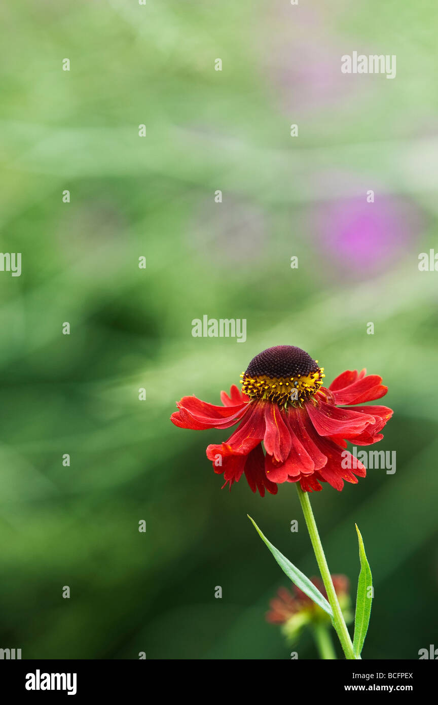 Helenium 'Moerheim Beauty'. Sneezeweed flower Stock Photo