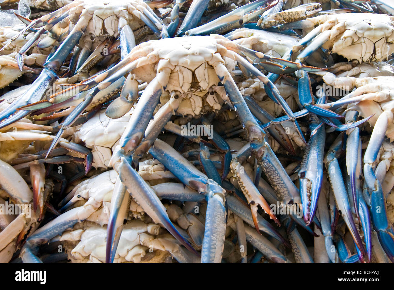 Crabs eating ocean hires stock photography and images Alamy