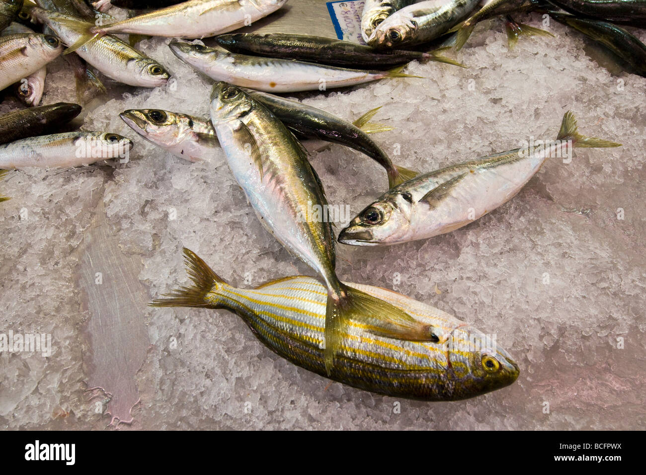 blue fish Stock Photo