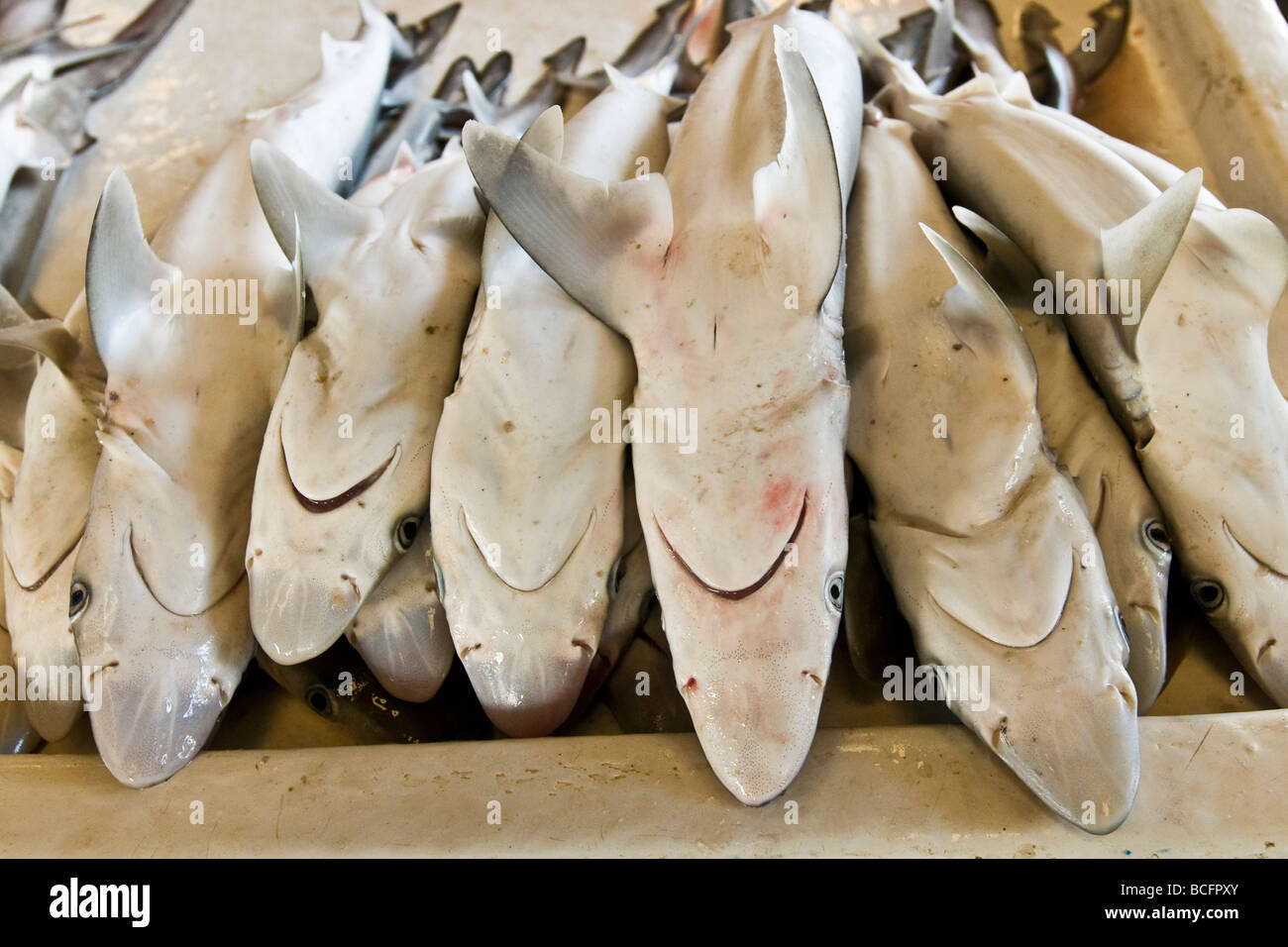 fish shark Stock Photo - Alamy