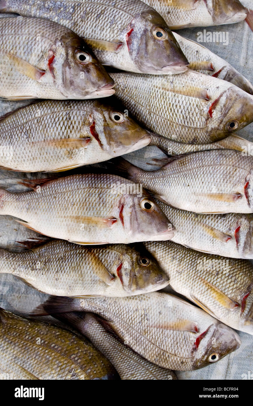 fish market dubai Stock Photo Alamy