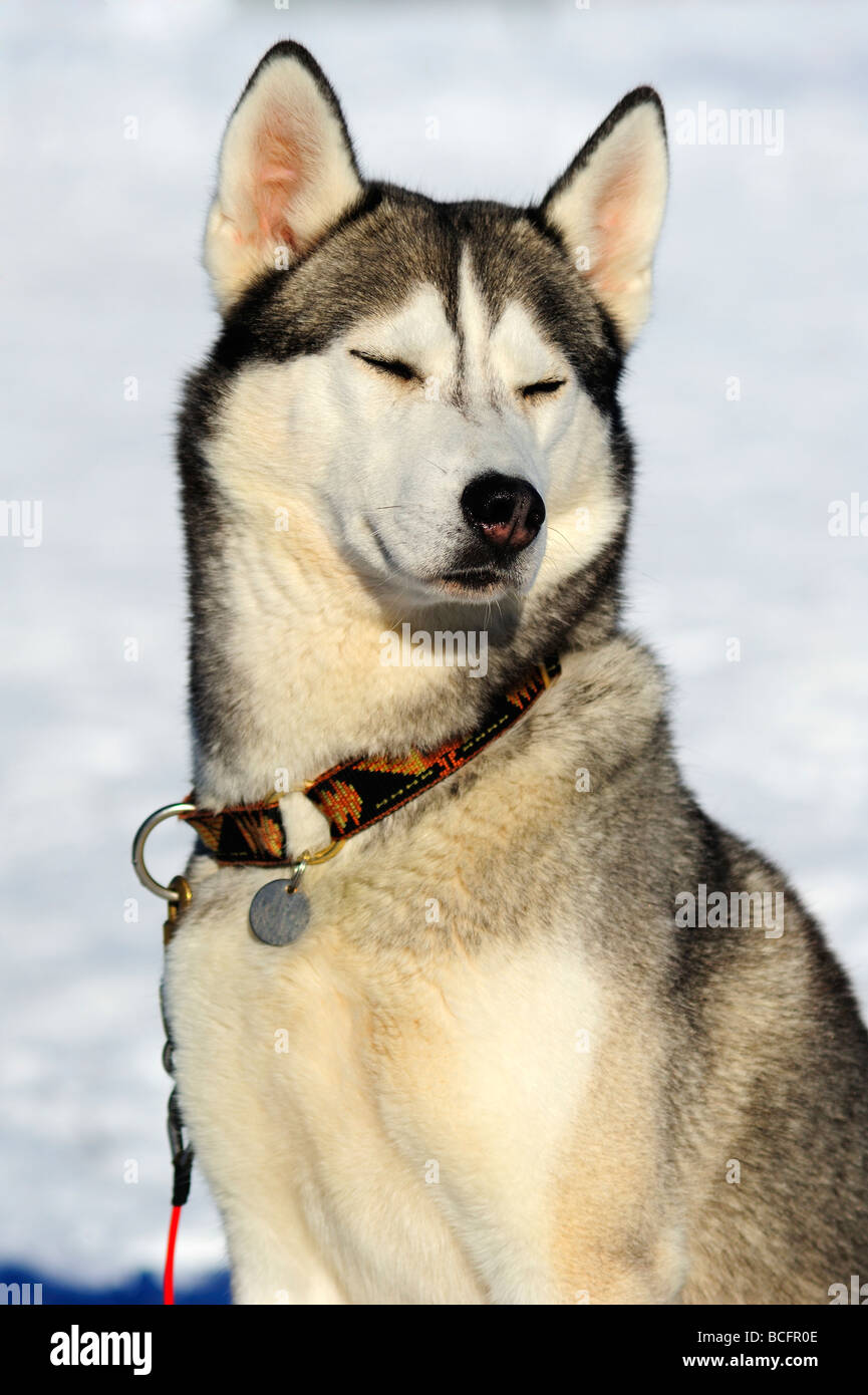 An Alaskan Malamute sled dog enjoying the sun Stock Photo