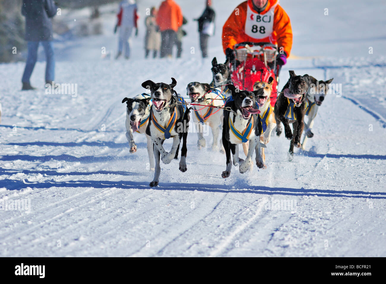 A team of Greyster sled dogs in action, running towards the camera. Stock Photo