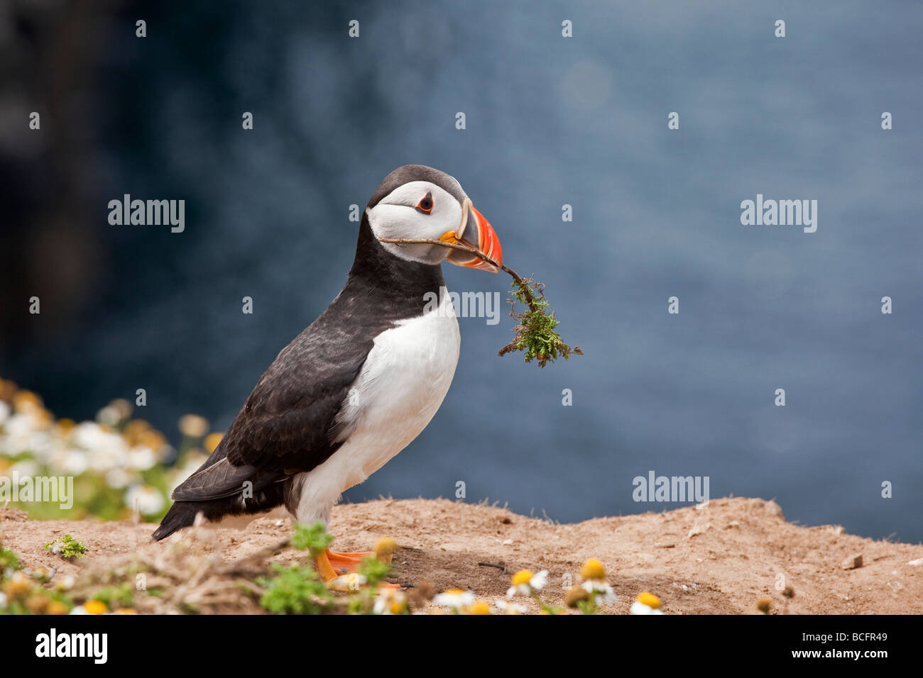 Puffin with twig in its beak Stock Photo