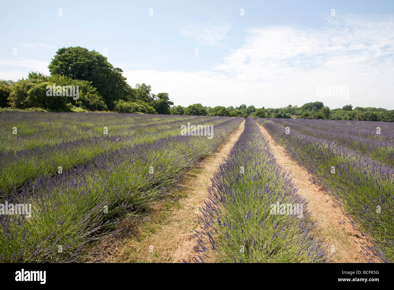 Mayfield Lavender Farm, Banstead, Surrey, England, UK Stock Photo
