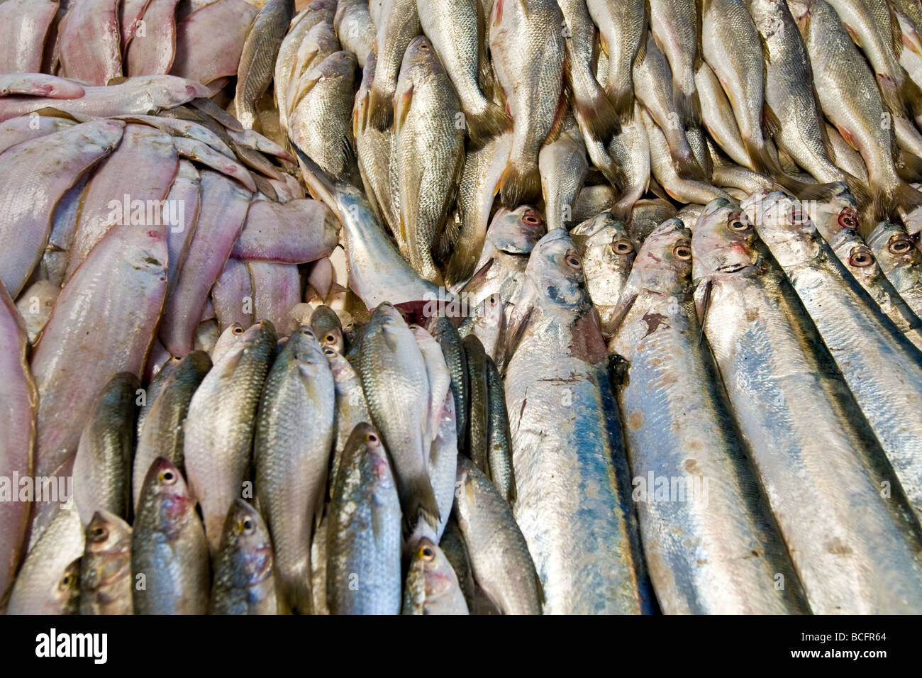 fish market dubai Stock Photo Alamy
