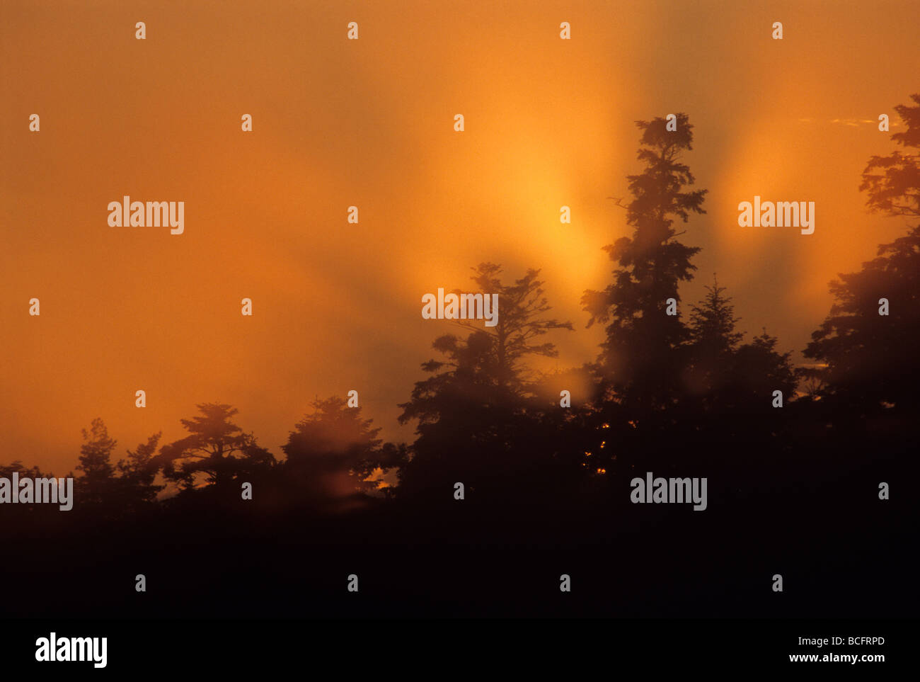 trees in the mist, sun gleam glow Stock Photo