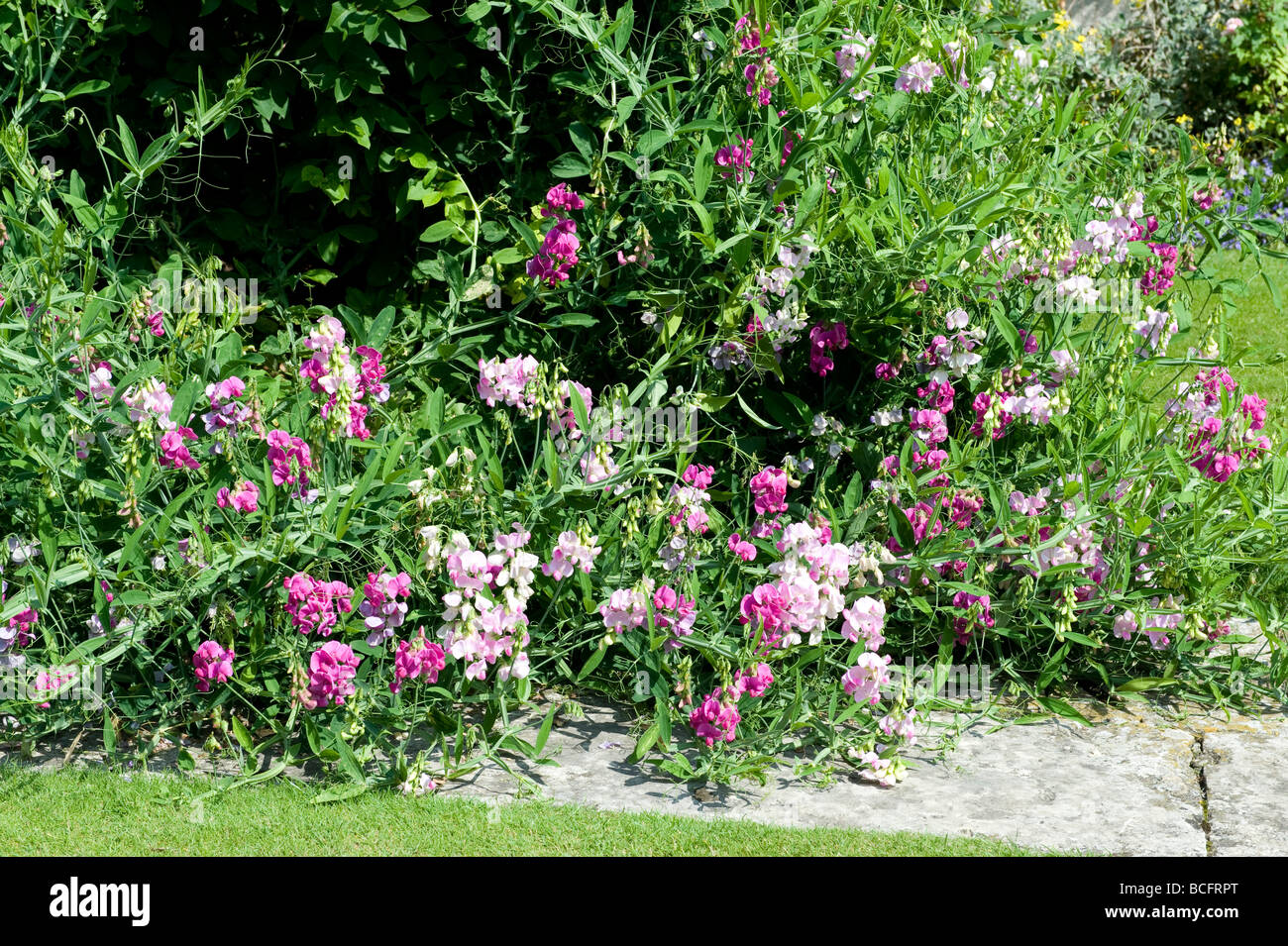 Mixture Lathyrus Sweet Pea flowers of pink & white Stock Photo