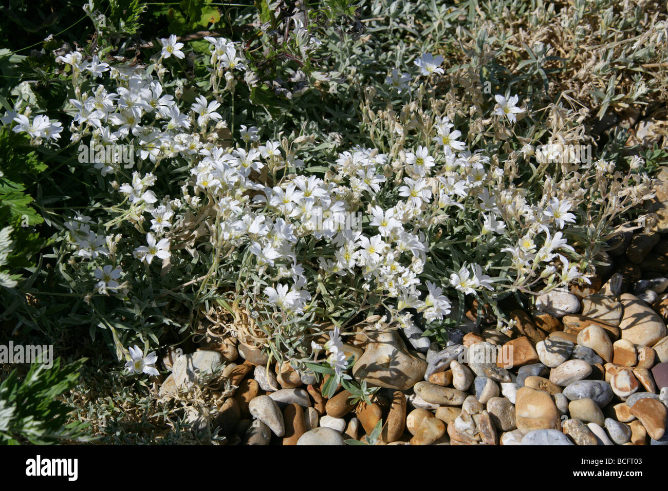Snow-in-Summer or Dusty Miller, Cerastium tomentosum, Caryophyllaceae, South East Europe Stock Photo